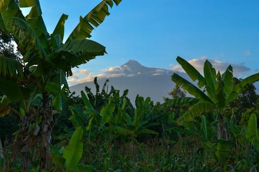 Banana trees with Mount Meru in the background, Arusha, Tanzania. Scenic view of agriculture and nature.