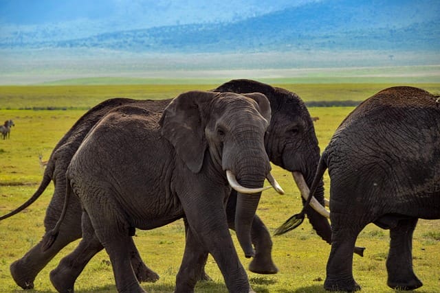 elephant, wildlife, safari, africa, nature, elephants, animals, tusks, tanzania, elephant, elephant, elephant, elephant, elephant, elephants, tanzania, tanzania